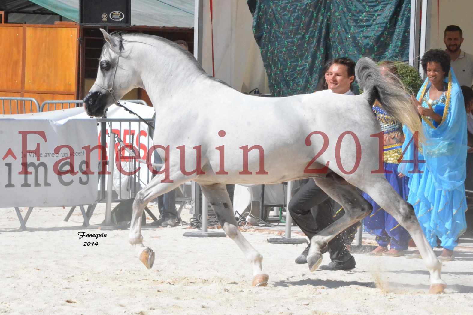 Concours National de Nîmes de chevaux ARABES 2014 - Notre Sélection - SHAOLIN DE NEDJAIA - 11