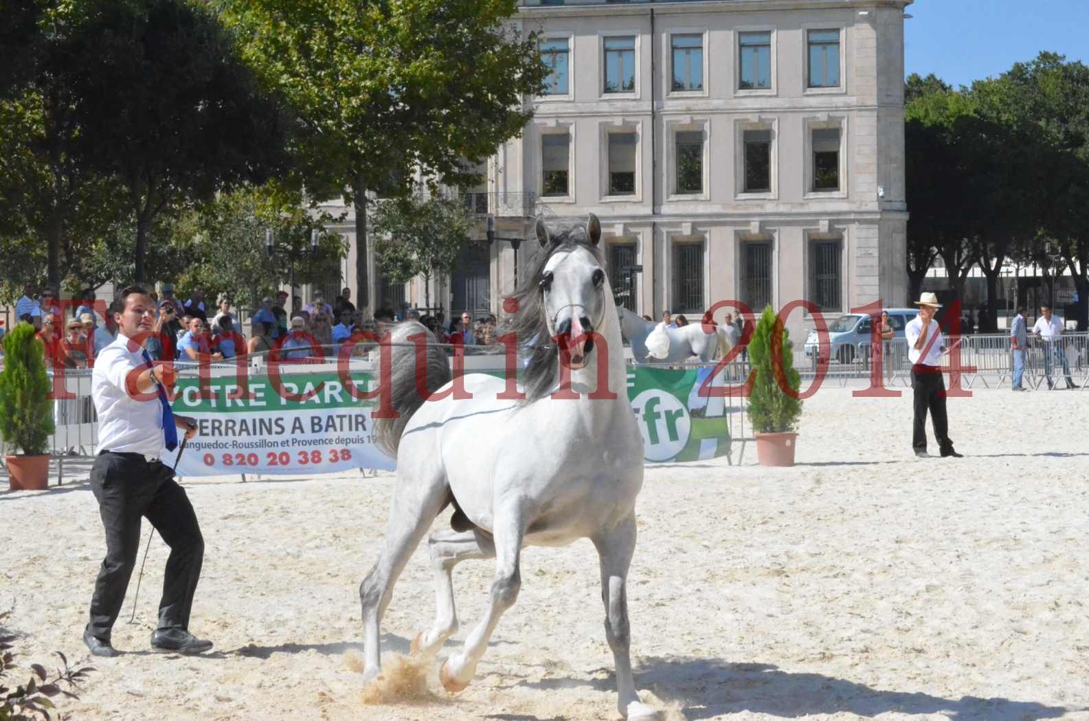 Concours National de Nîmes de chevaux ARABES 2014 - Sélection - SHAOLIN DE NEDJAIA - 55