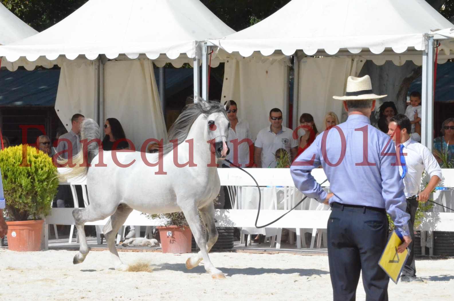 Concours National de Nîmes de chevaux ARABES 2014 - Sélection - SHAOLIN DE NEDJAIA - 66