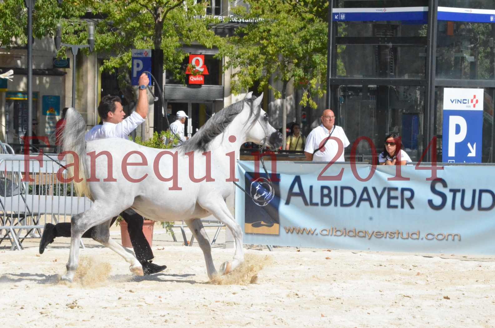 Concours National de Nîmes de chevaux ARABES 2014 - Sélection - SHAOLIN DE NEDJAIA - 42