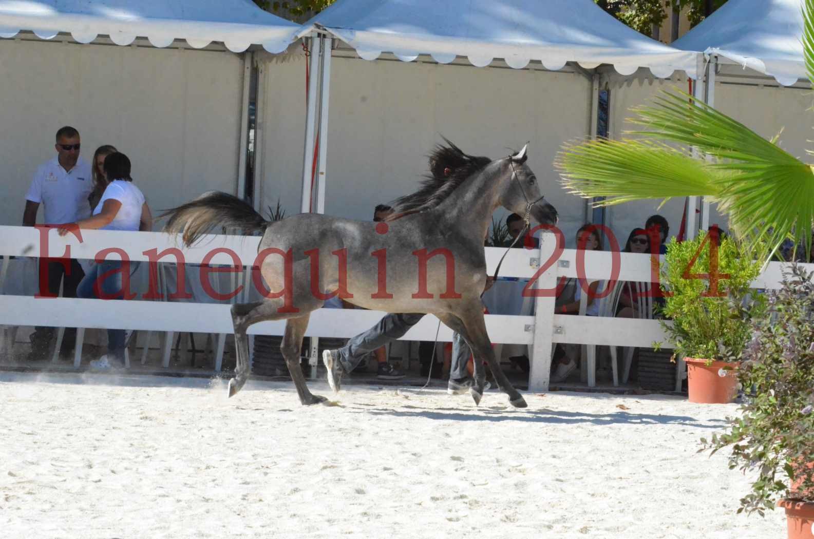 Concours National de Nîmes de chevaux ARABES 2014 - Championnat - JOSEPH'S BOUZIOLS - S 07