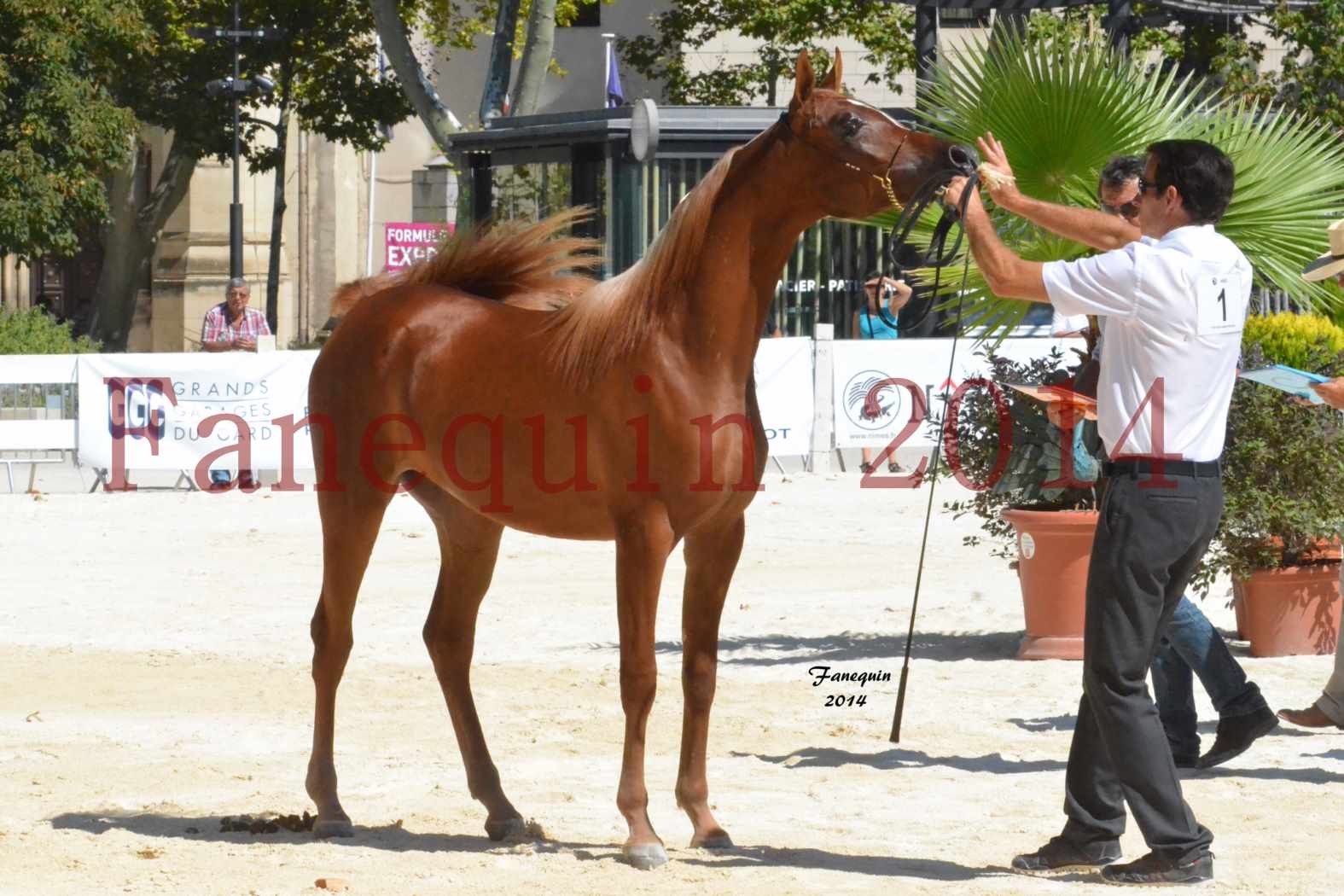 Concours National de Nîmes de chevaux ARABES 2014 - TALISMA KALLISTE - 6