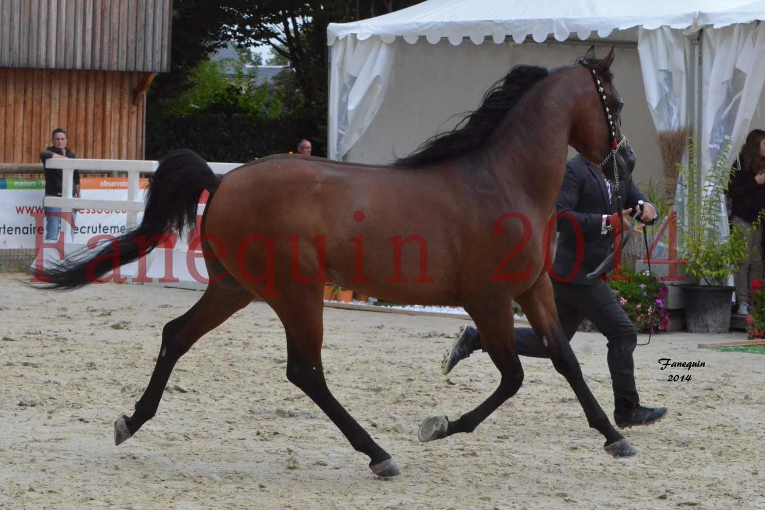 CHAMPIONNAT DE FRANCE 2014 A POMPADOUR - Notre Sélection - ABSOLUT DE DJOON - 03