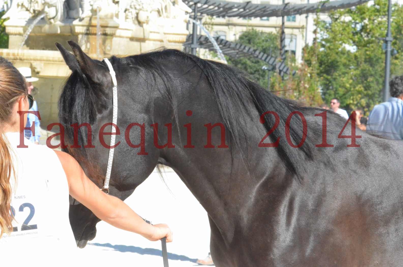 Concours National de Nîmes de chevaux ARABES 2014 - Sélection - Portraits - BALTYK DE CHAUMONT - 08