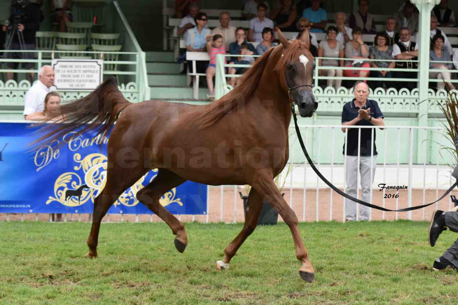 International Arabian Horse Show B de VICHY 2016 - PEARL DE DJOON - Notre Sélection - 12