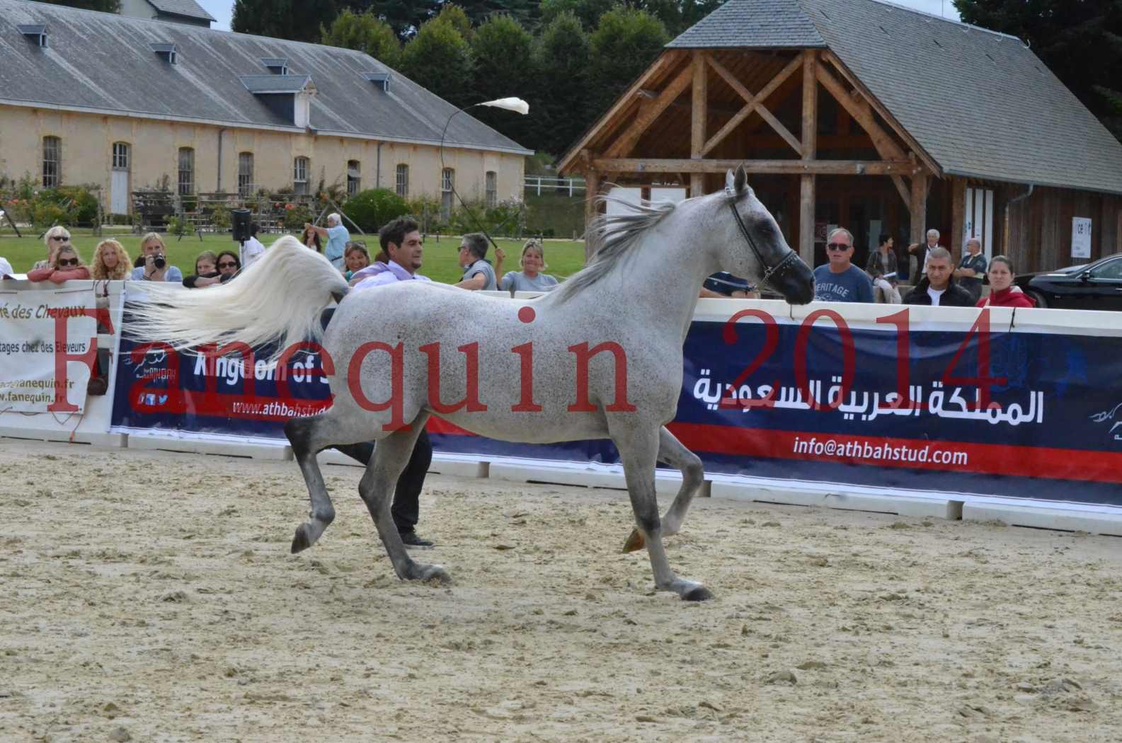 CHAMPIONNAT DE FRANCE  2014 A POMPADOUR - Championnat - SHEYK DE GARGASSAN - 01