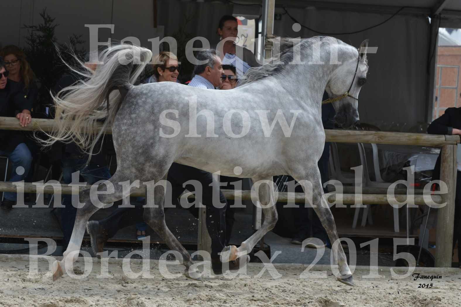 Salon Equitaine de Bordeaux 2015 - Show International de chevaux ARABES - 4