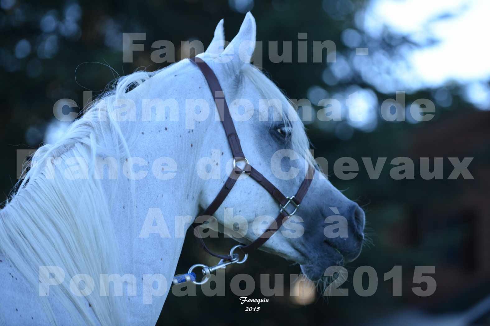 Championnat de FRANCE du cheval ARABE à POMPADOUR 2015 - Classes PROFESSIONNELS - Portraits - HAADJA - 7