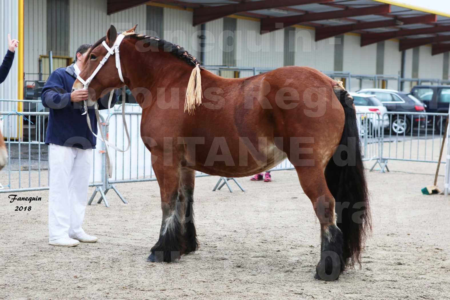 Concours Régional OCCITANIE de chevaux de traits à REQUISTA - COMETE DE GRILLOLES - 5