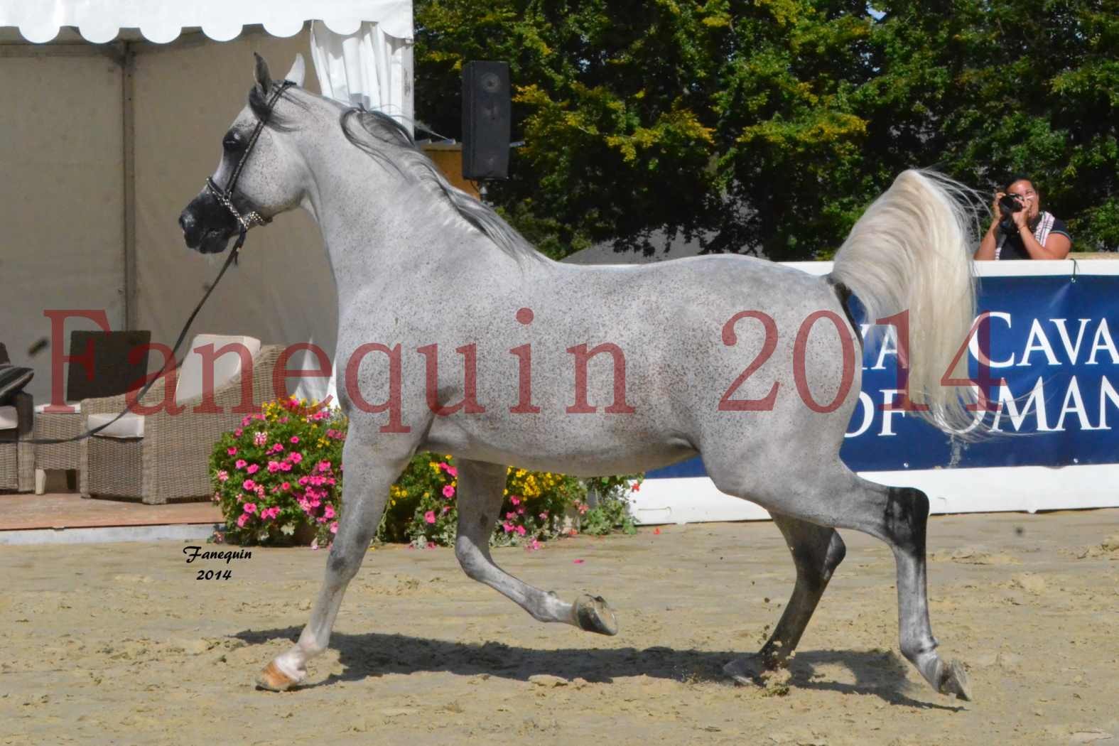 CHAMPIONNAT DE FRANCE  2014 A POMPADOUR - Notre Sélection - SHEYK DE GARGASSAN - 03