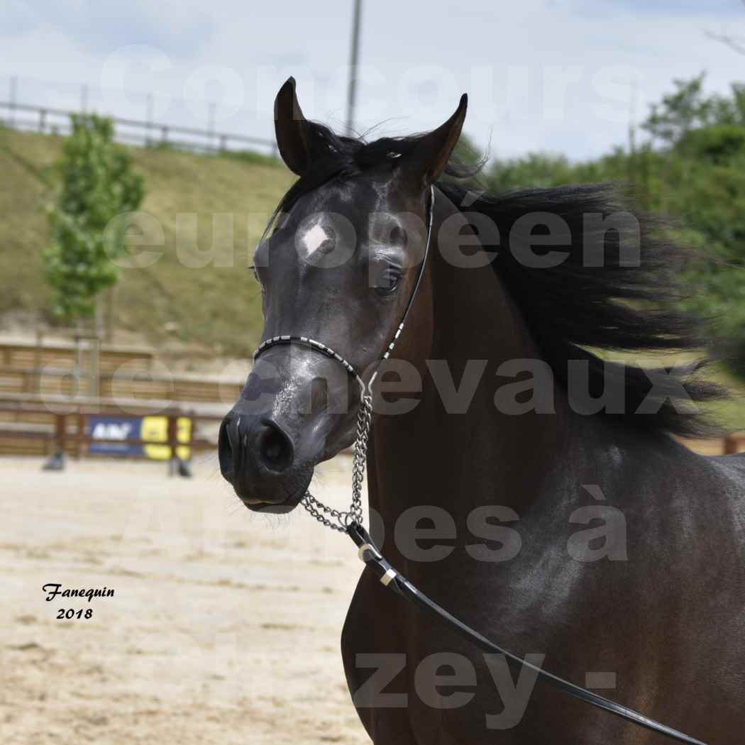 Concours Européen de chevaux Arabes à Chazey sur Ain 2018 - SDL MAGIC NIGHT STONE - Notre Sélection - Portraits - 1