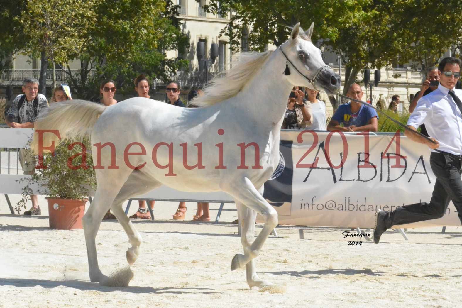 Concours National de Nîmes de chevaux ARABES 2014 - ENVY ETERNITY - 12