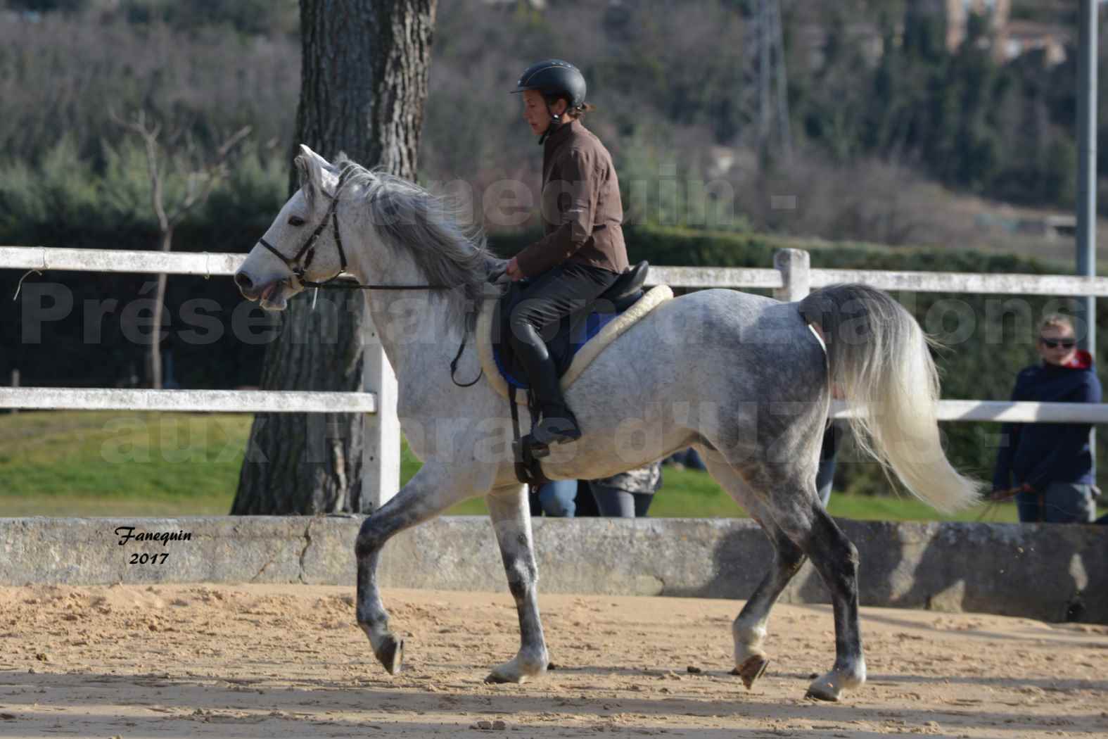 Présentation d’Étalons aux Haras d'UZES - présentation monté - ZA'IM AL HFIFA - 2