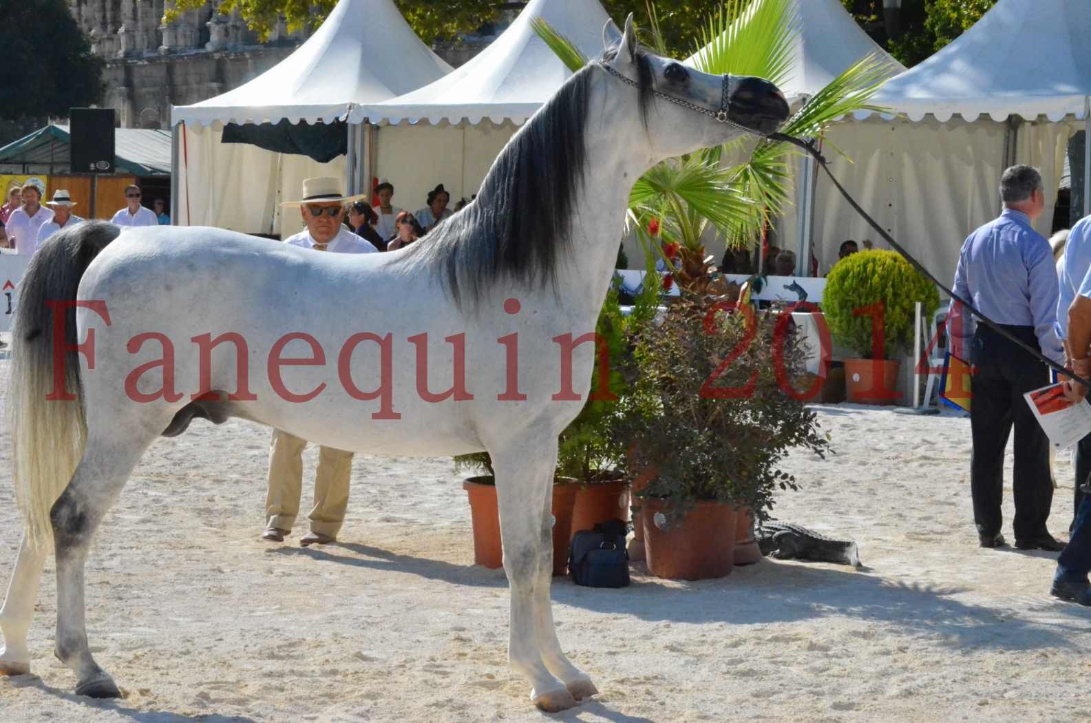 Concours National de Nîmes de chevaux ARABES 2014 - Championnat - SHAOLIN DE NEDJAIA - 42