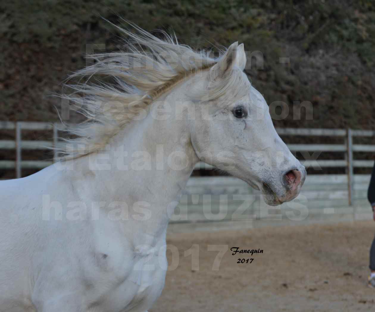 Présentation d’Étalons aux Haras d'UZES - présentation en liberté - Portraits - FELOUK DE LA CHAMPOLINE - 3