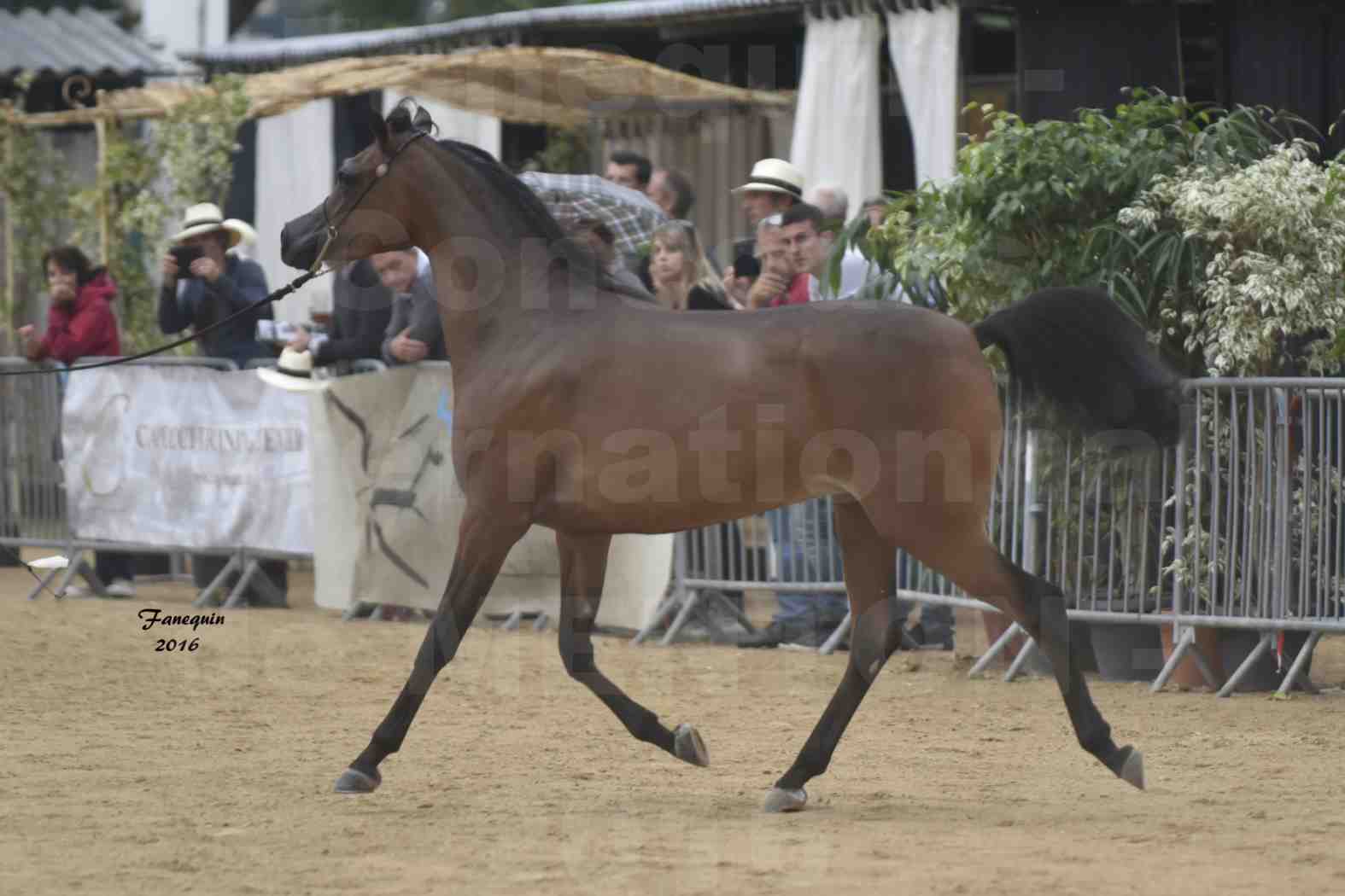 Championnat du pur-sang arabe de la Méditerranée et des pays arabes - MENTON 2016 - REMAL  AL SHAQAB - Notre Sélection - 3