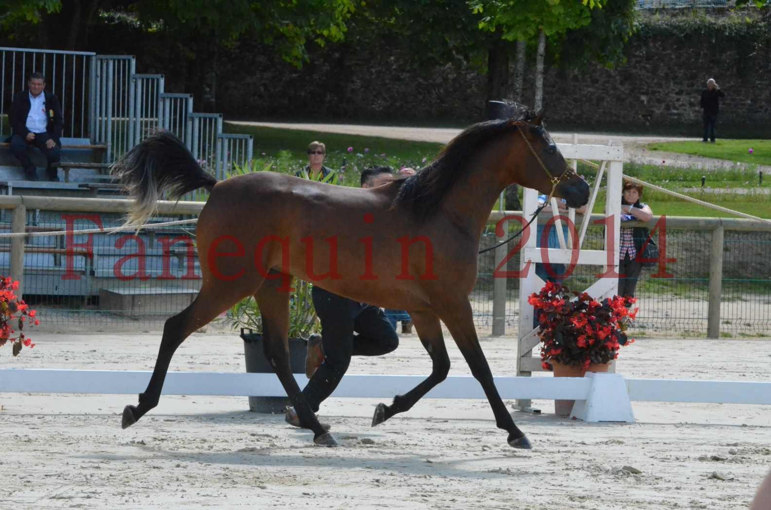 Championnat de FRANCE 2014 - Amateurs - KAL'ELLE D'ELHORIA - 48