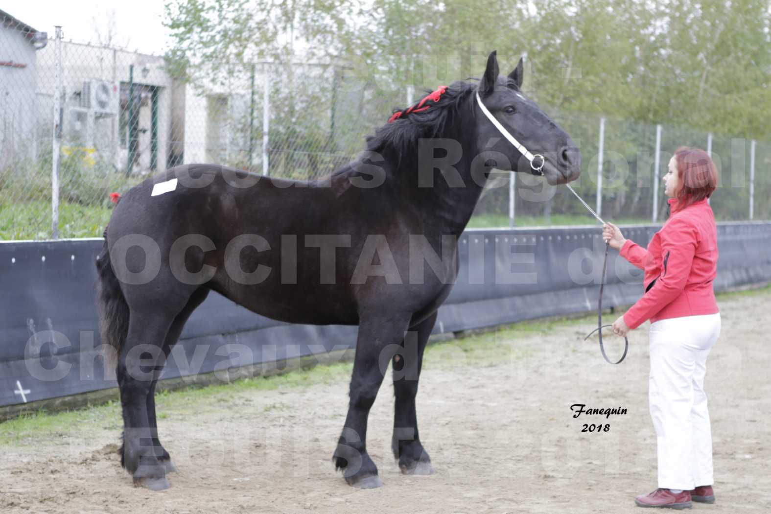 Concours Régional "OCCITANIE" de Chevaux de Traits à REQUISTA en 2018 - GRIOTTE DU FIOU - 1