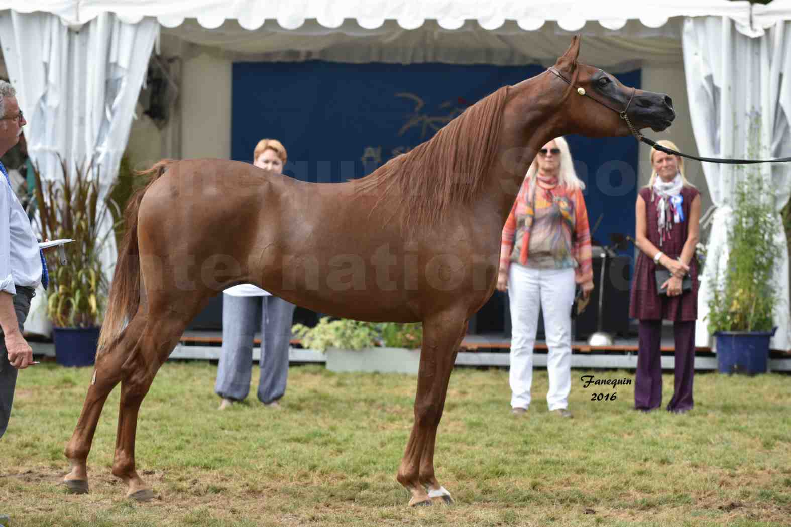 International Arabian Horse Show B de VICHY 2016 - PEARL DE DJOON - Notre Sélection - 41