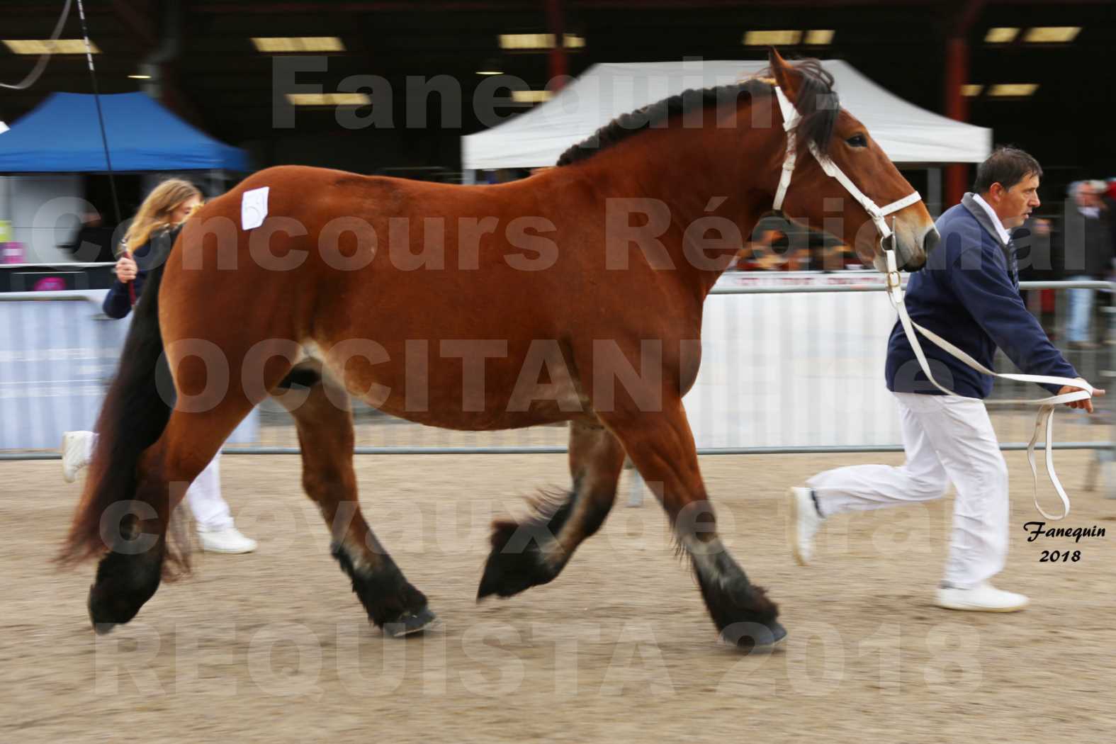 Concours Régional OCCITANIE de chevaux de traits à REQUISTA - COMETE DE GRILLOLES - 6