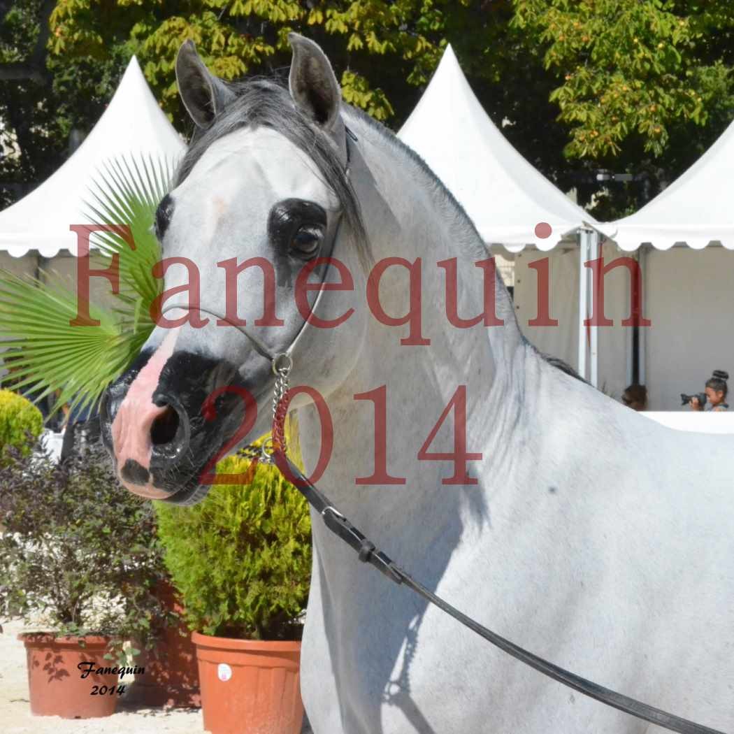 Concours National de Nîmes de chevaux ARABES 2014 - Notre Sélection - Portraits - SHAOLIN DE NEDJAIA - 04