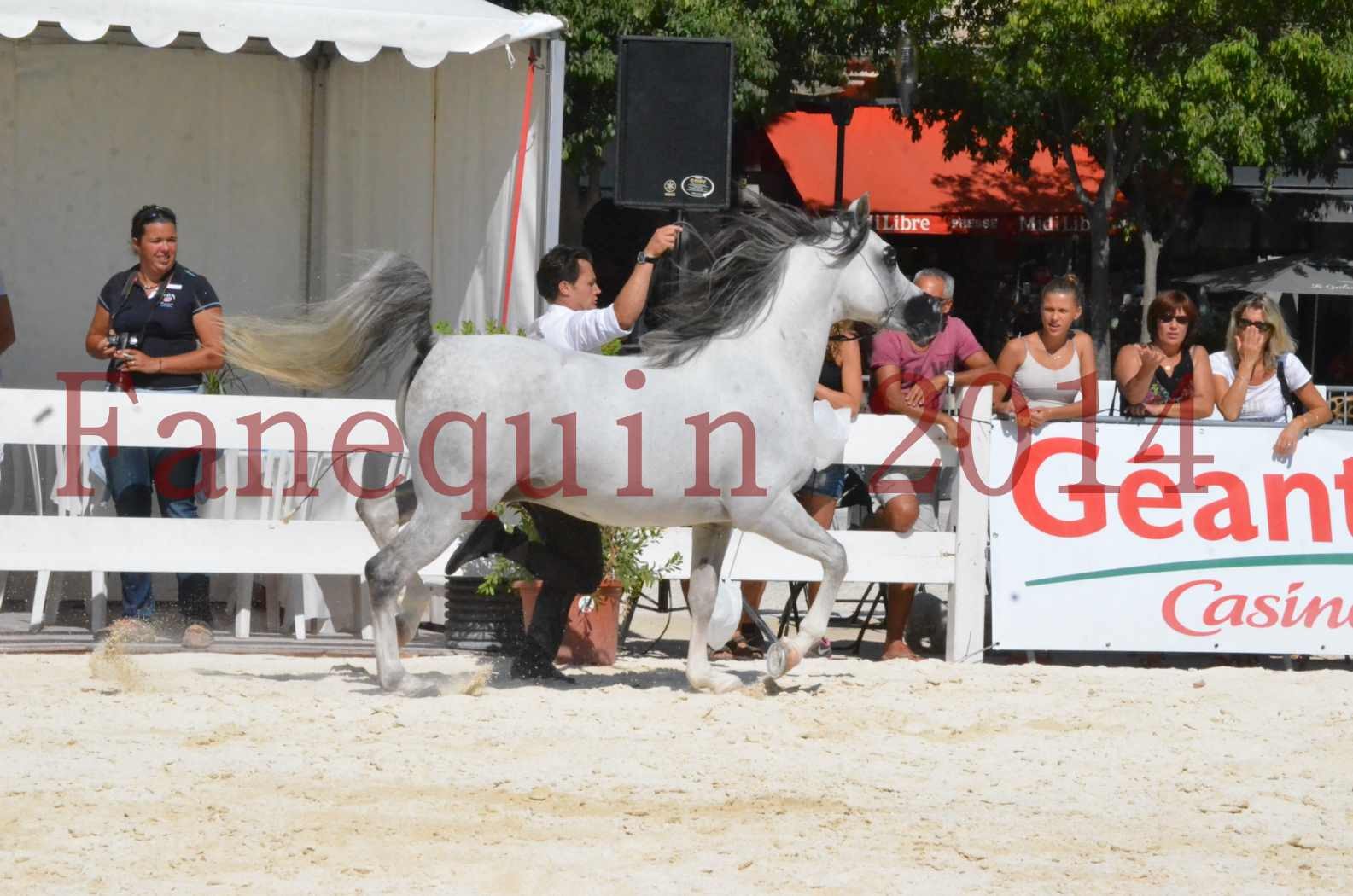 Concours National de Nîmes de chevaux ARABES 2014 - Sélection - SHAOLIN DE NEDJAIA - 37