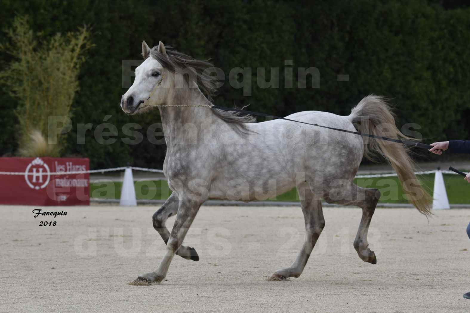 Présentation d’Étalons au Haras d'UZES 2018 - XXXX - notre sélection - en main - 4