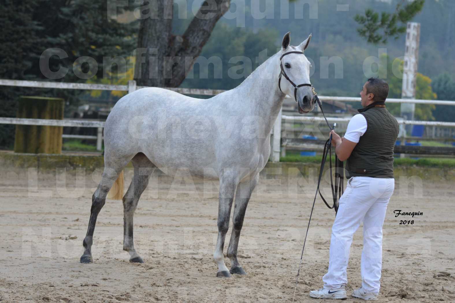 Confirmation de chevaux LUSITANIENS aux Haras d'UZES Novembre 2018 - DANAÏDE DU MOLE - 6