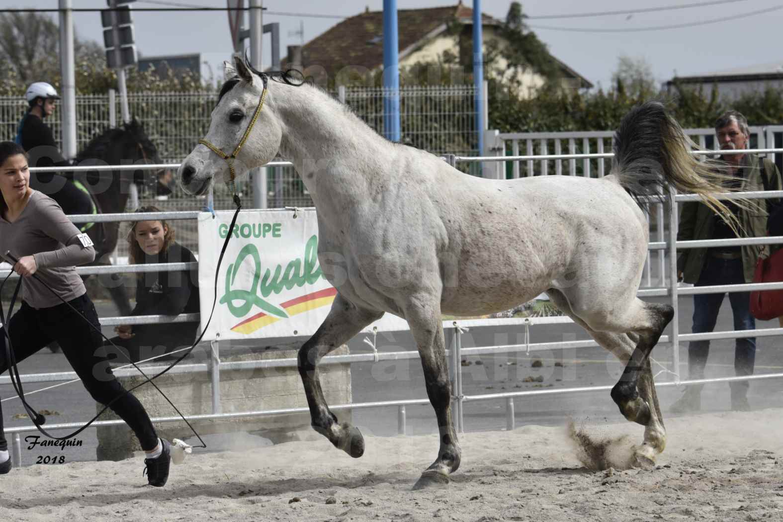 Concours d'élevage de Chevaux Arabes - D S A - A A - ALBI les 6 & 7 Avril 2018 - ATTILA PICAREL - 1