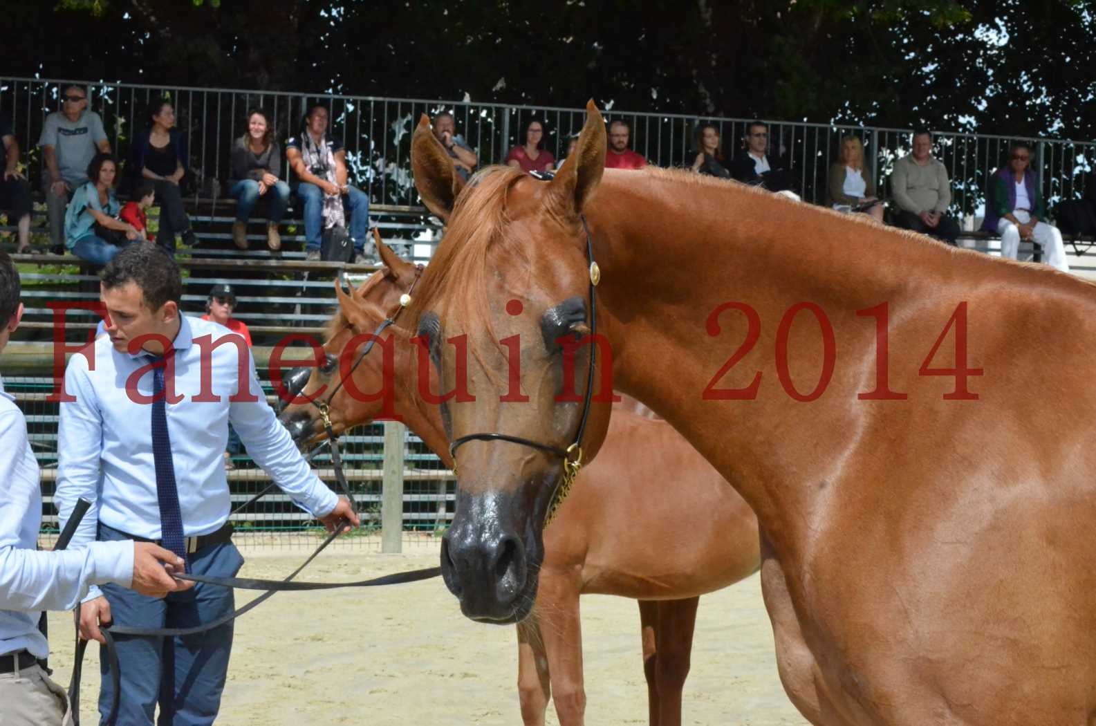 ﻿CHAMPIONNAT DE FRANCE 2014 A POMPADOUR - Championnat - LUTFINAH JA - 54