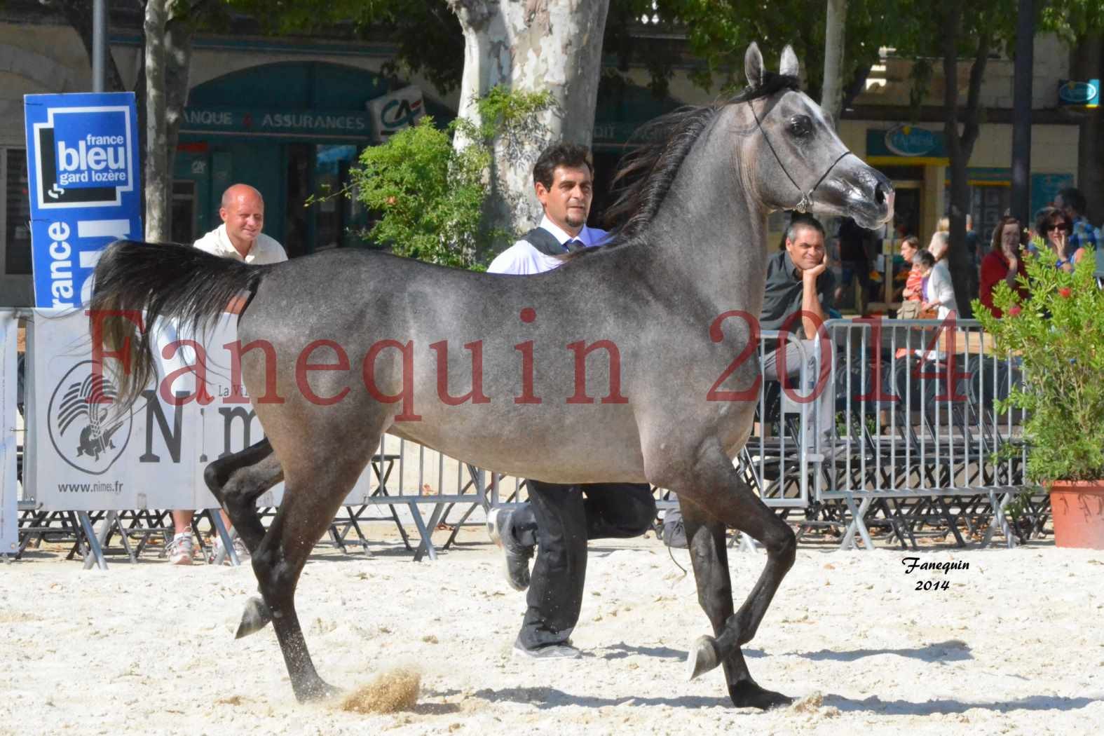 Concours National de Nîmes de chevaux ARABES 2014 - Notre Sélection - JOSEPH'S BOUZIOLS - 10