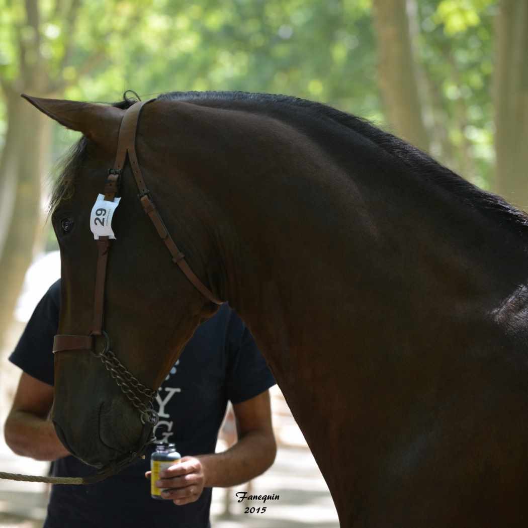 BEAUCAIRE 2015 - CFPRE - PAMPERO ER - Notre sélection Portraits - 2