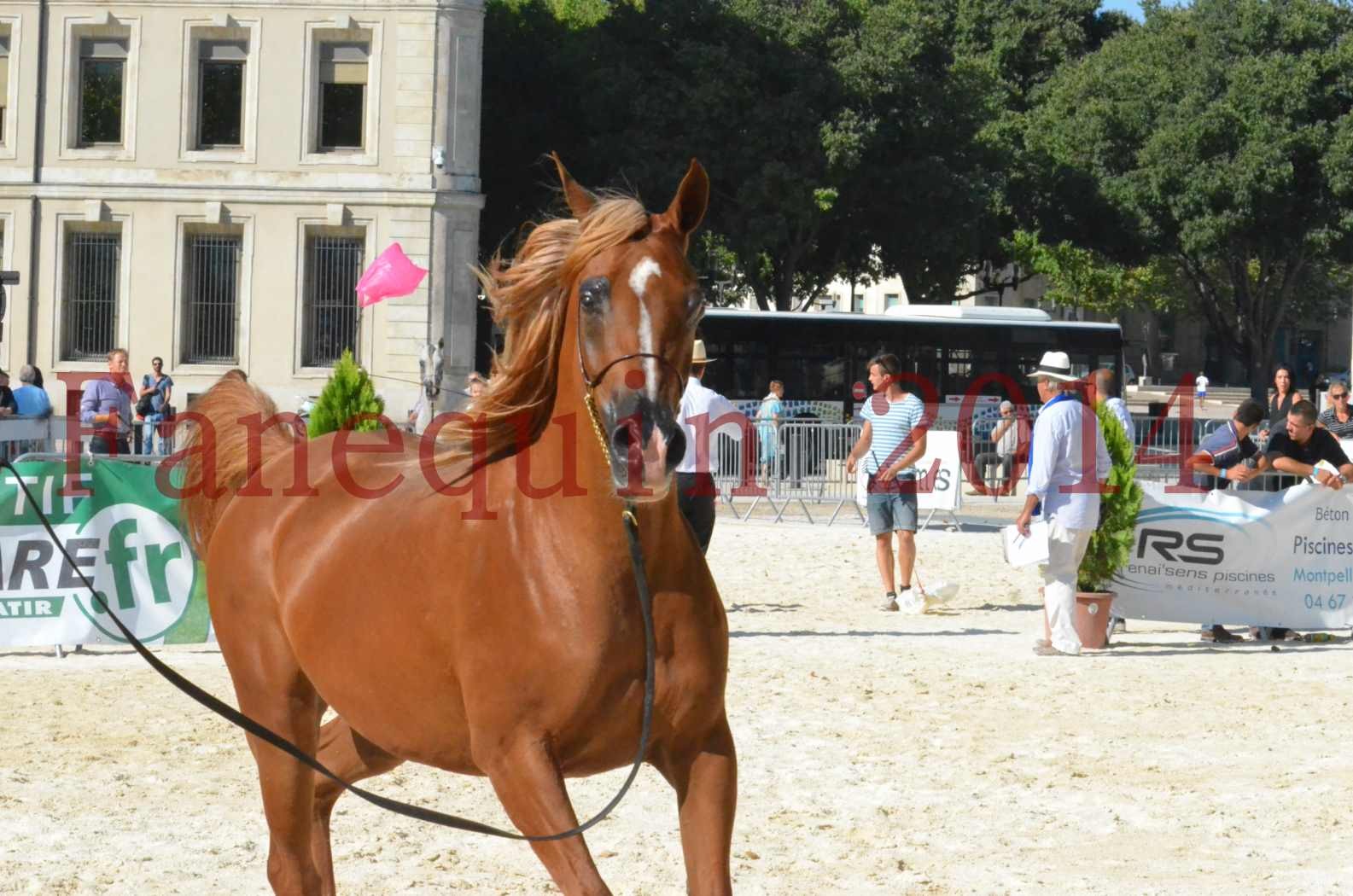 Concours National de Nîmes de chevaux ARABES 2014 - Championnat - MASSAI DE BARREL - 71