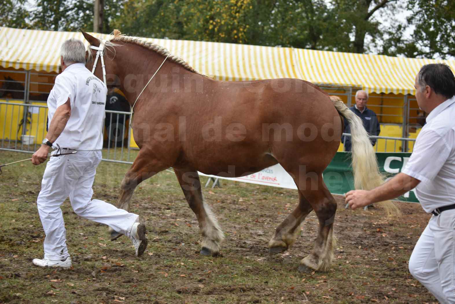 Concours Régional de chevaux de traits en 2017 - Trait COMTOIS - ELLIA DE FENEYROLS - 24