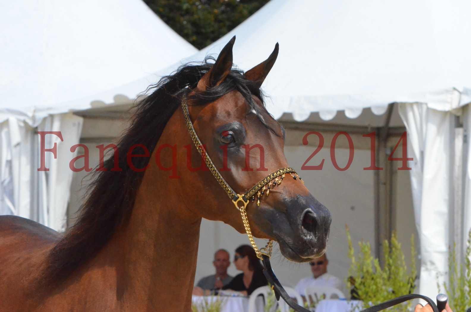 Championnat de FRANCE 2014 - Amateurs - KAL'ELLE D'ELHORIA - 88