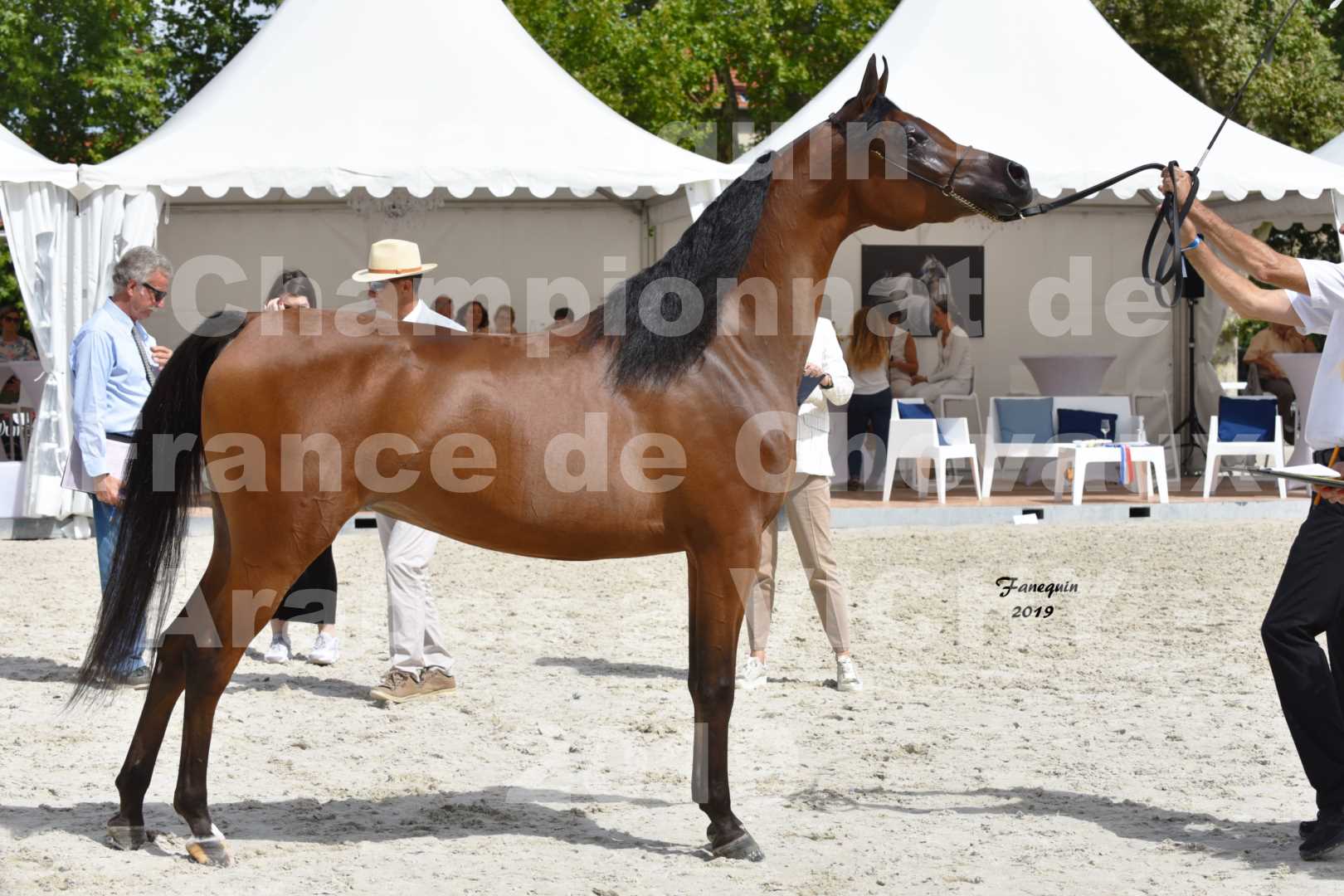 Championnat de France des chevaux Arabes en 2019 à VICHY - MADONNA J - 6