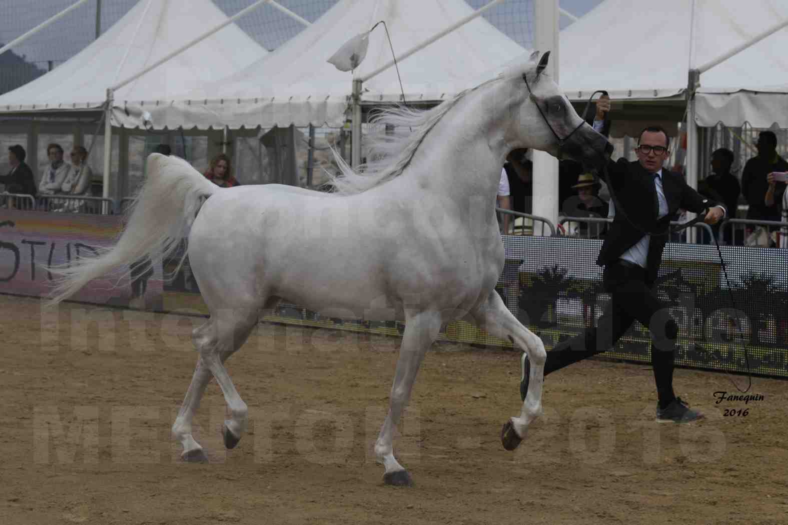 Show International de chevaux ARABES de MENTON 2016 - AJA ANGELO - 02