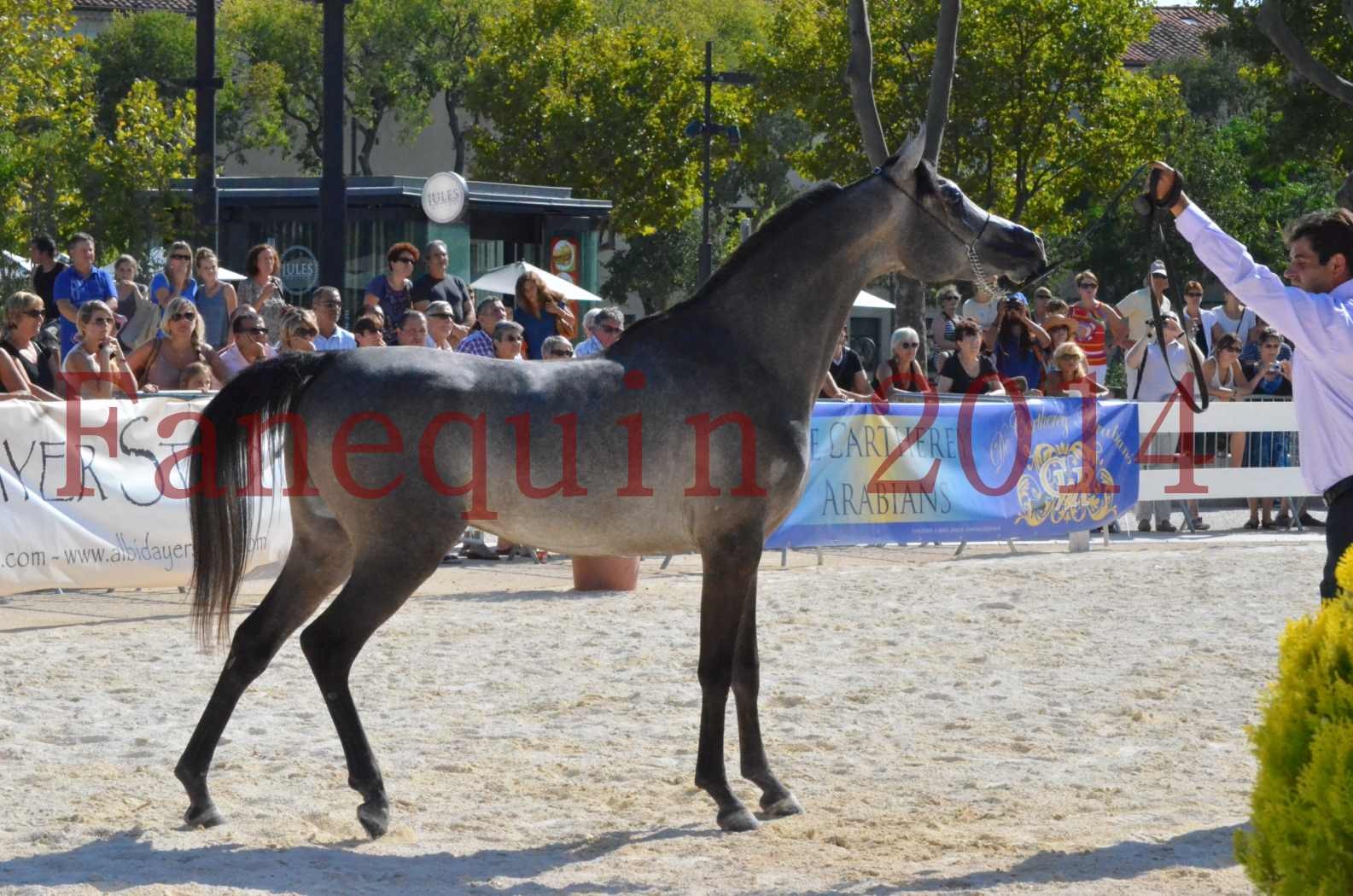 Concours National de Nîmes de chevaux ARABES 2014 - Championnat - JOSEPH'S BOUZIOLS - C 19