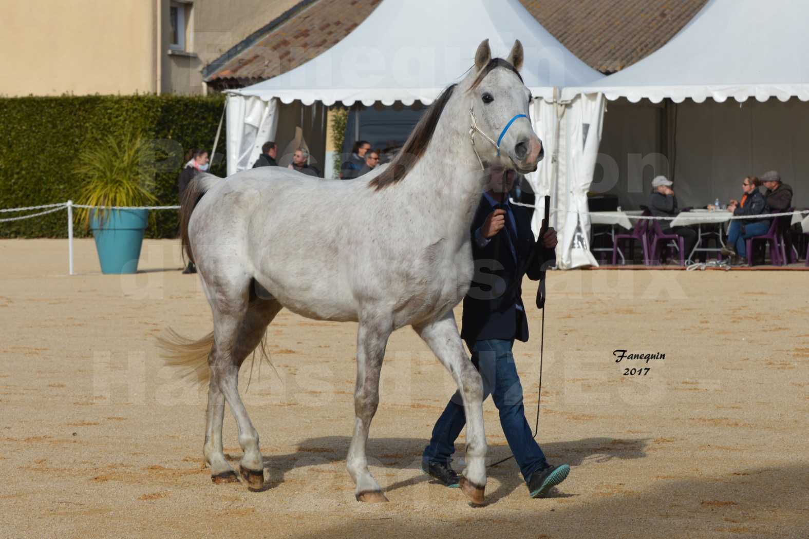 Présentation d’Étalons aux Haras d'UZES - Présentation en main - GALBI BELFINA - 1