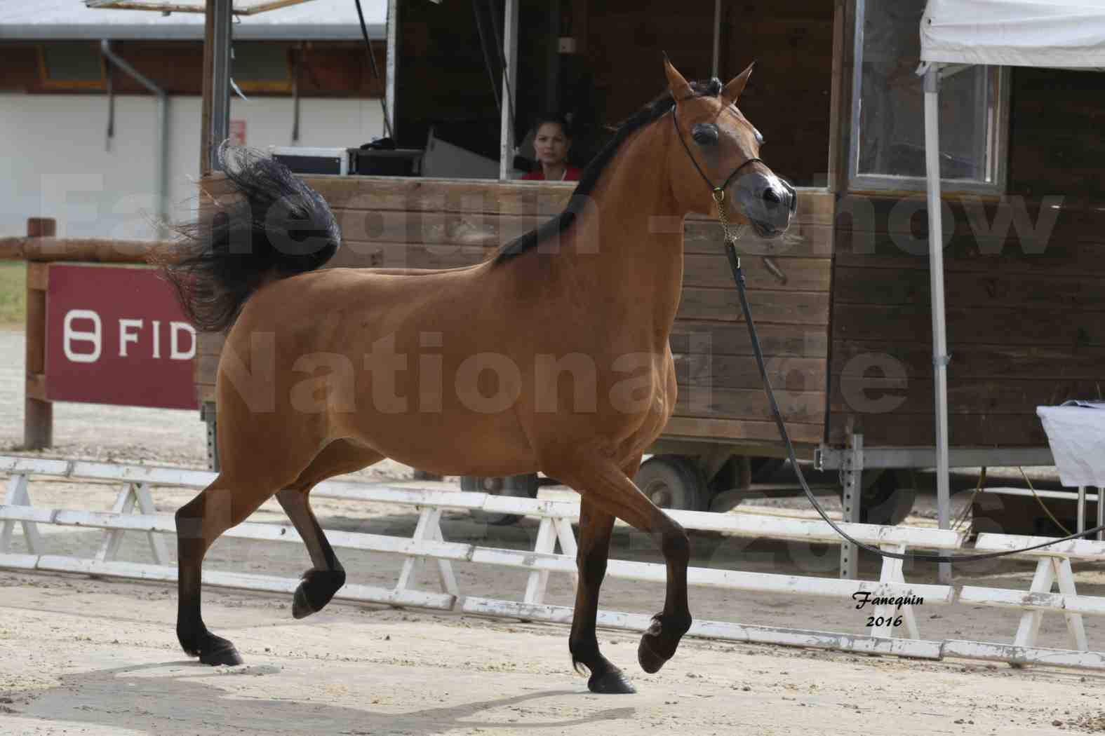 Show National de CHAZEY sur AIN - 2 & 3 juillet 2016 - ABHA TALAWA