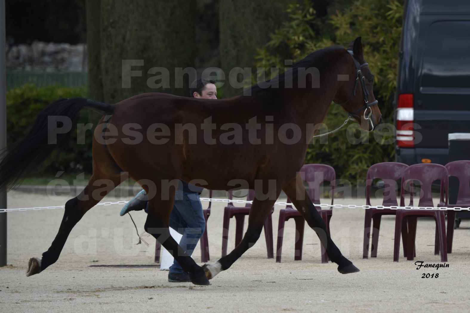 Présentation d’Étalons au Haras d'UZES 2018 - ARTIK CADILLAN - notre sélection - en main - 3