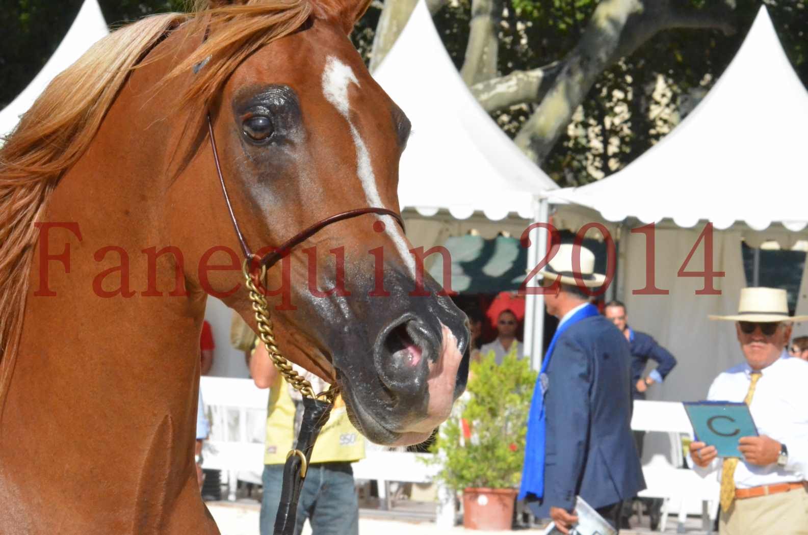 Concours National de Nîmes de chevaux ARABES 2014 - Championnat - MASSAI DE BARREL - 73