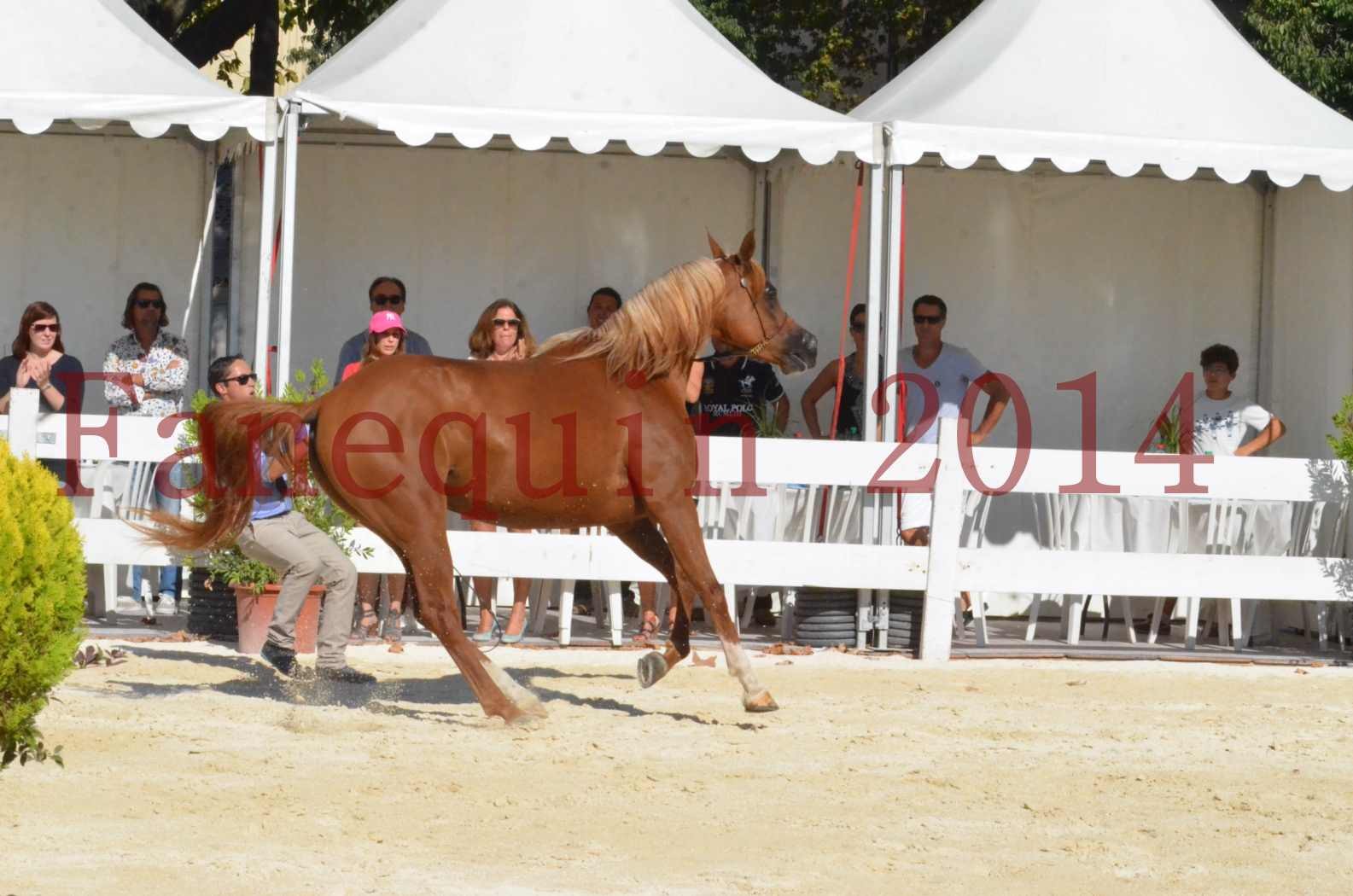 Concours National de Nîmes de chevaux ARABES 2014 - Championnat - MASSAI DE BARREL - 42