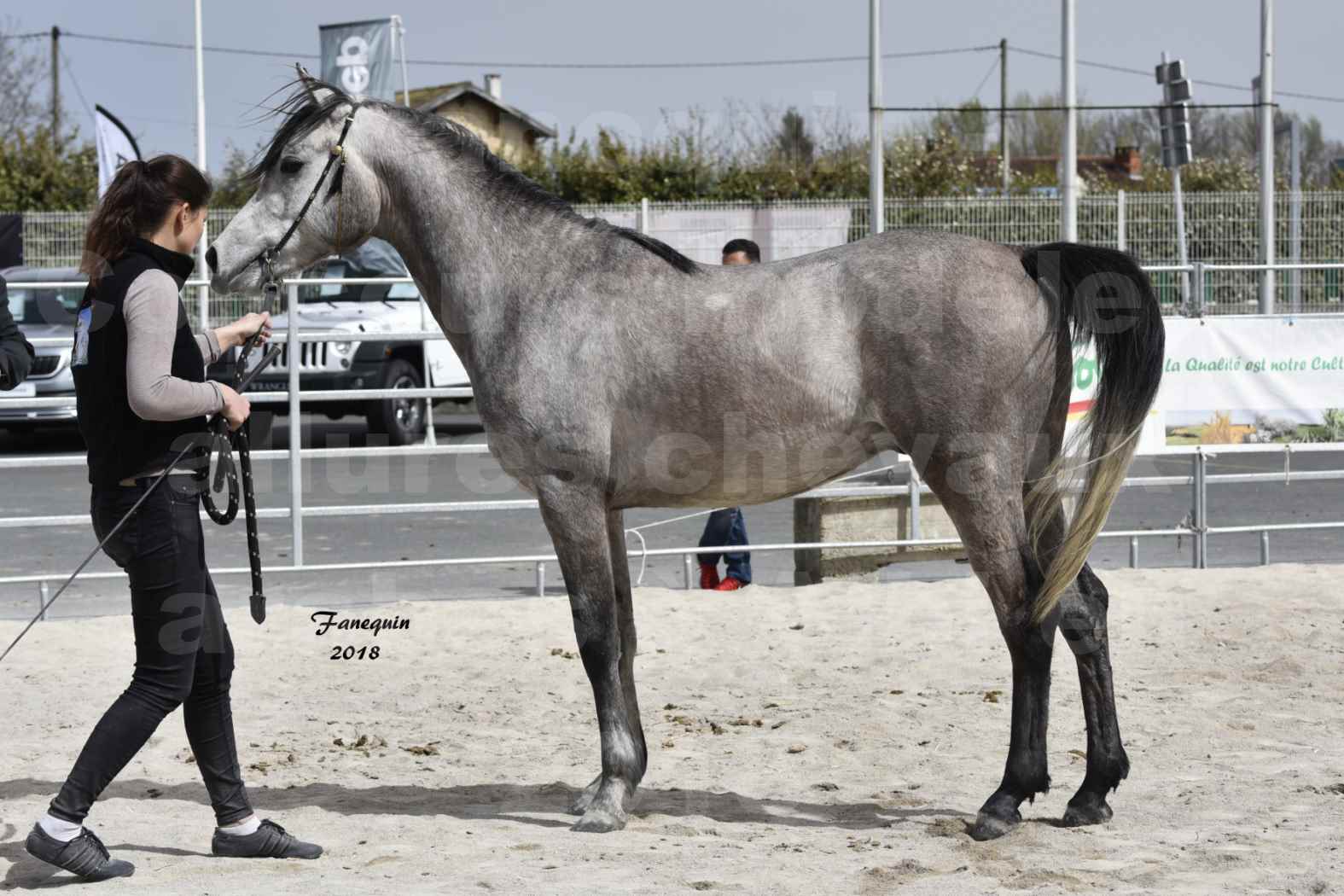 Concours d'élevage de Chevaux Arabes - D. S. A. - A. A. - ALBI les 6 & 7 Avril 2018 - FLORAC LARZAC - Notre Sélection - 6