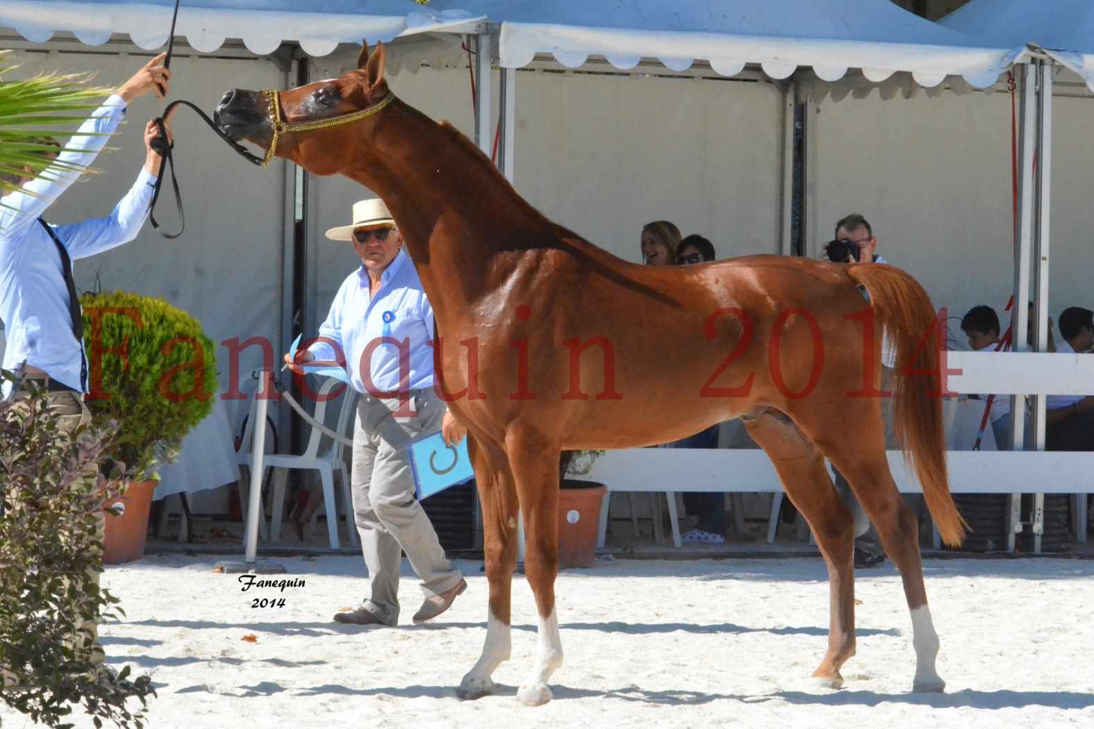 Concours National de Nîmes de chevaux ARABES 2014 - Notre Sélection - DZHARI NUNKI - 14