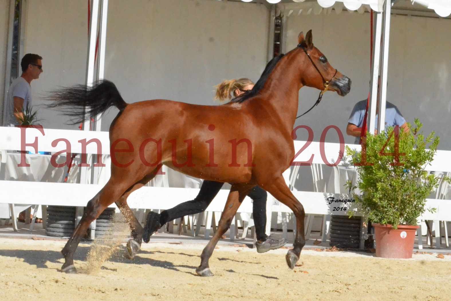 Concours National de Nîmes de chevaux ARABES 2014 - Notre Sélection - ABHA TALAWA - 4