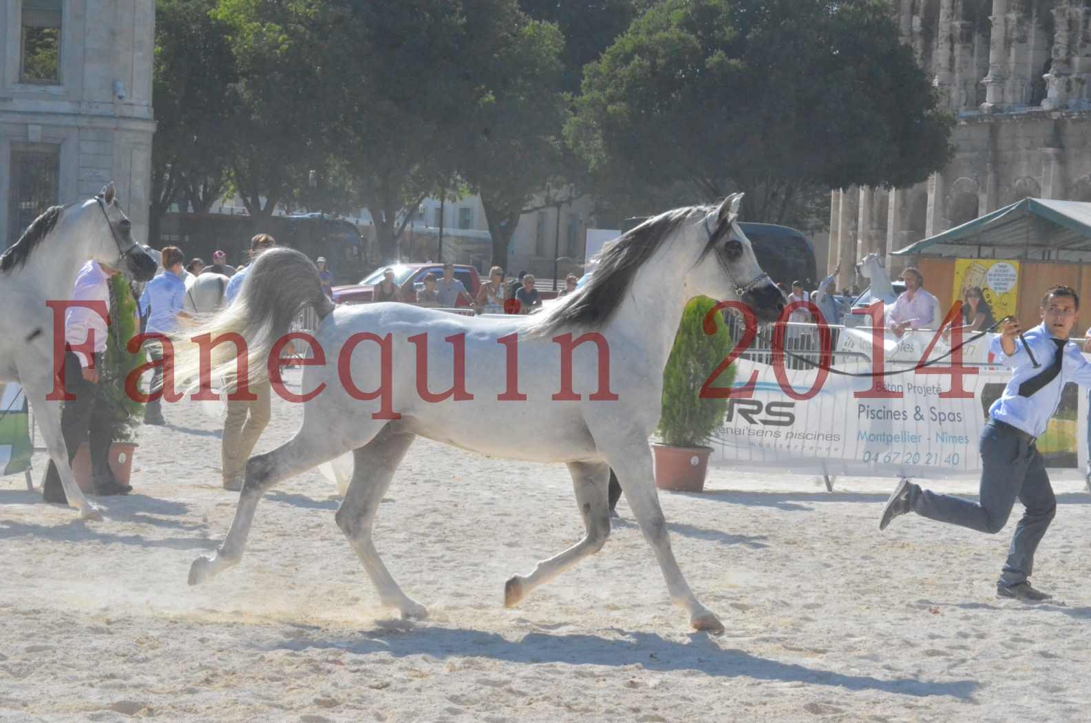 Concours National de Nîmes de chevaux ARABES 2014 - Championnat - SHAOLIN DE NEDJAIA - 08