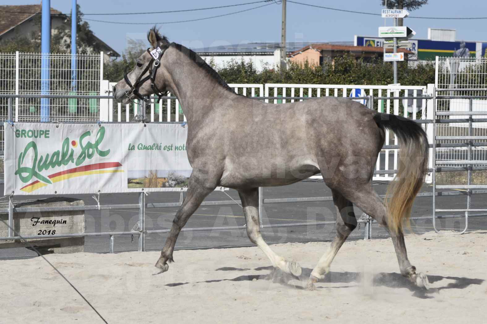 Concours d'élevage de Chevaux Arabes - D. S. A. - A. A. - ALBI les 6 & 7 Avril 2018 - GRIMM DE DARRA - Notre Sélection - 9