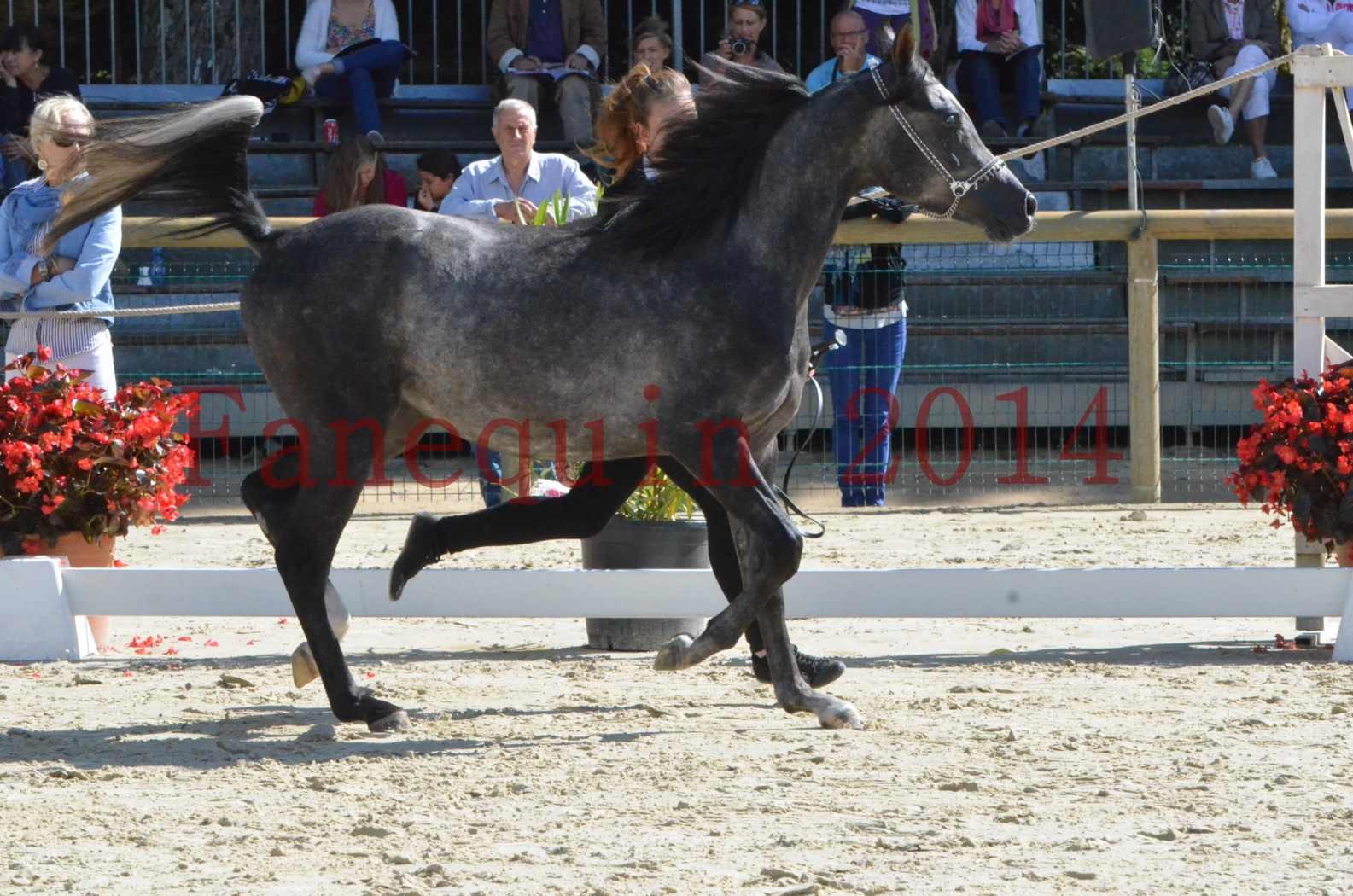 Championnat de FRANCE 2014 - Amateurs - CHTI KAID D'AUBIN - 08