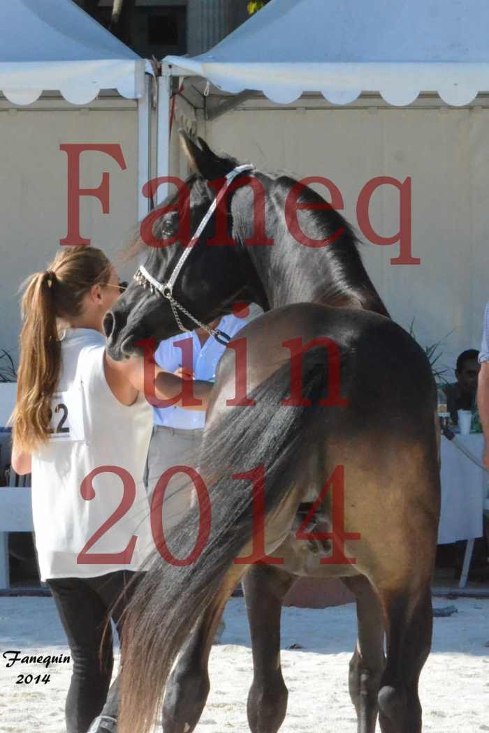 Concours National de Nîmes de chevaux ARABES 2014 - Notre Sélection - Portraits - BALTYK DE CHAUMONT - 8